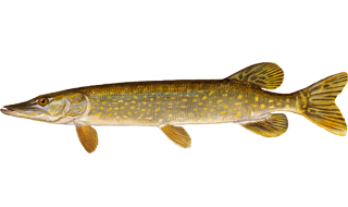 Живая щука опт